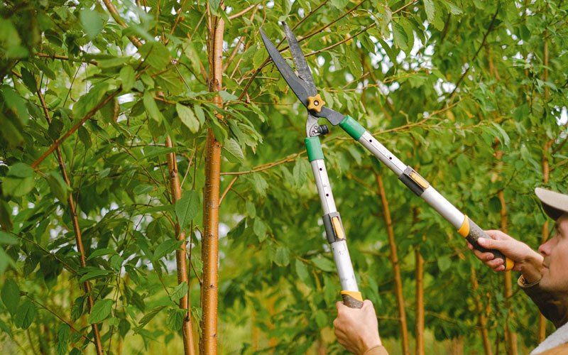 Tree trimming in Harrington, WA